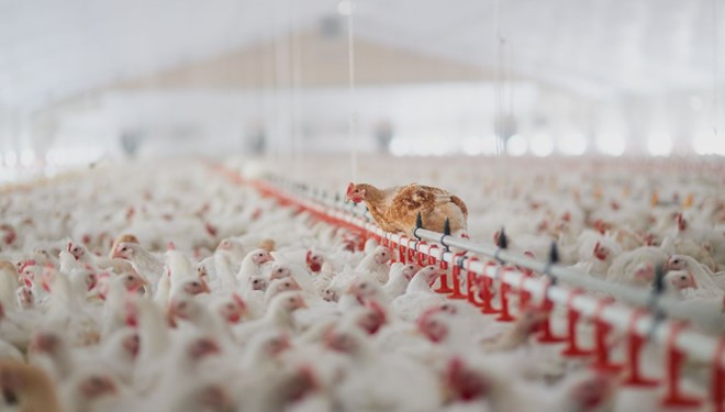 Hayvan öldürülmeden üretilen etin satışı onaylandı