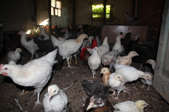 İnanmayacaksınız ama gerçek! Bu yavrular buzdolabından çıktı