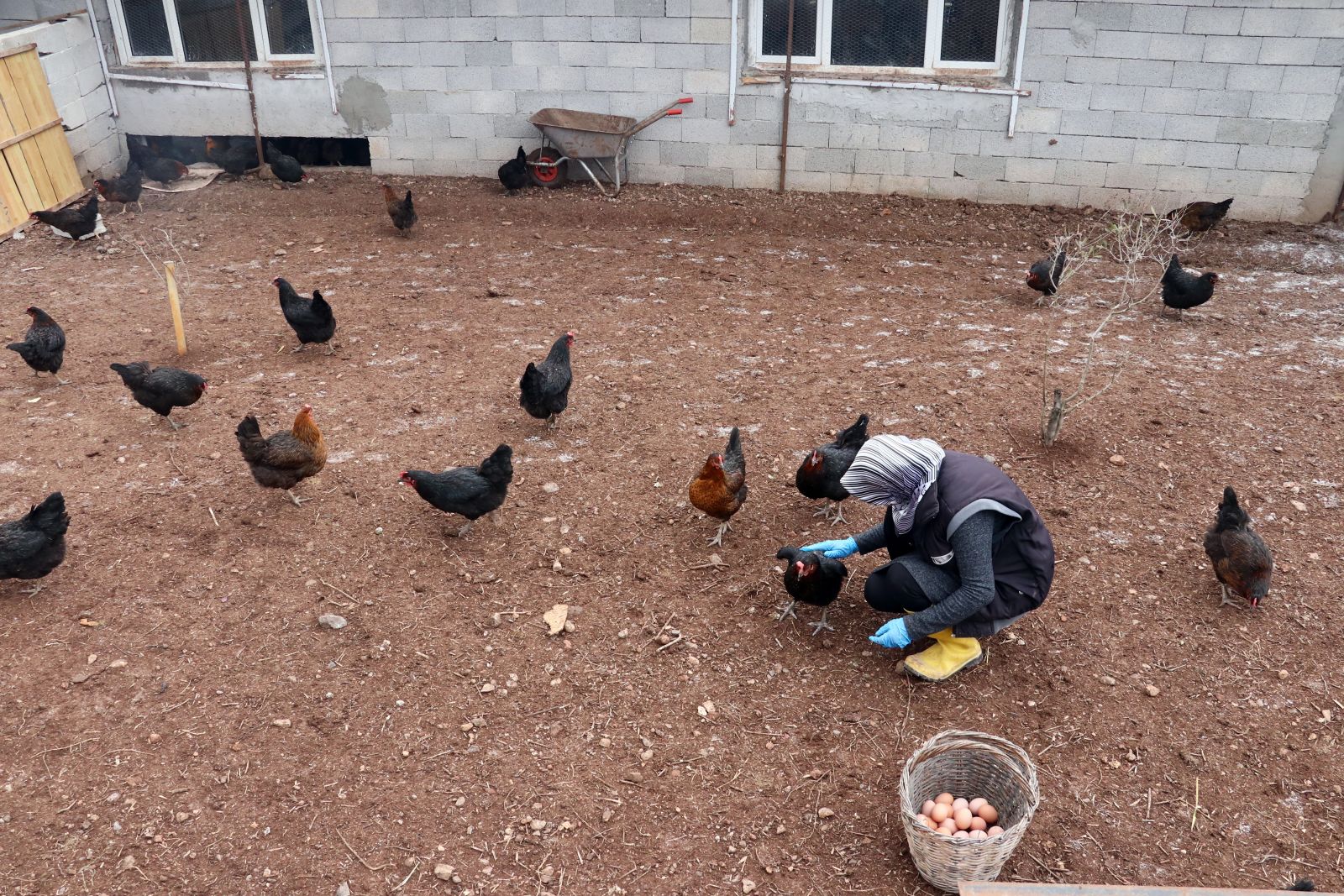 Tavuk kümesi İŞKUR desteğiyle çiftliğe dönüştü