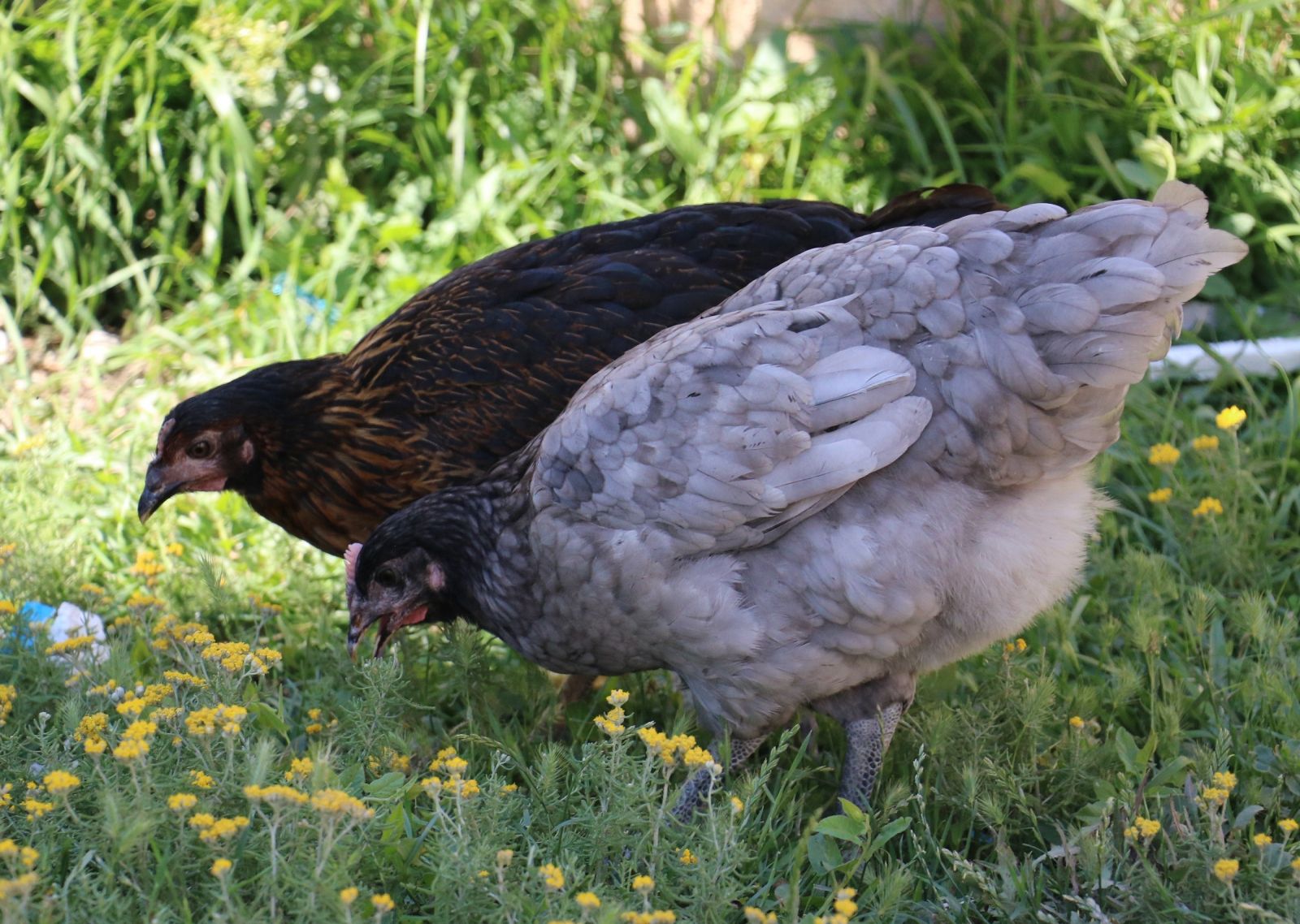 Gezen tavuklar keneye geçit vermiyor