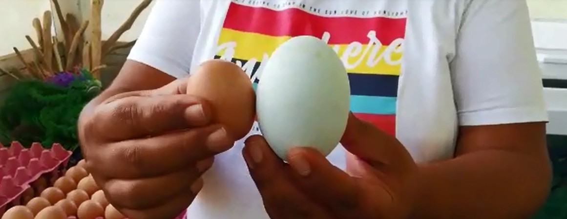 Bu tavuğun yumurtalarını görenler hayrete düşüyor!