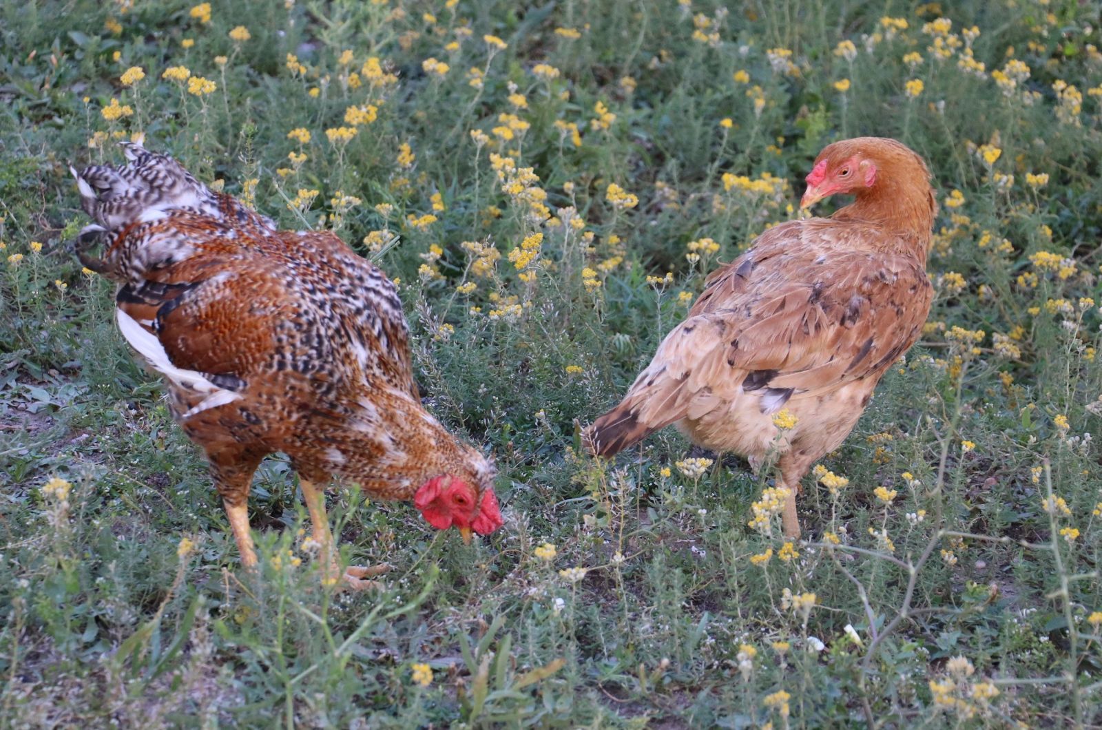 Gezen tavuklar keneye geçit vermiyor