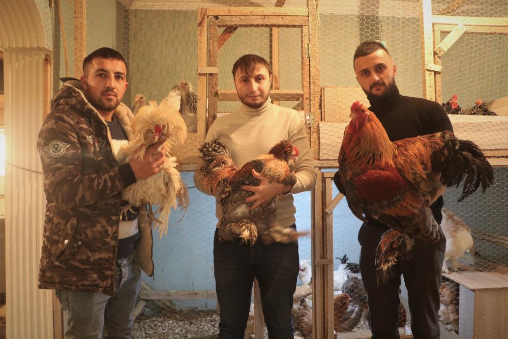 Çok sevdiği tavukları için müstakil ev kiraladı