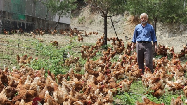 Tavuklara çocuğu gibi bakıyor, onlar da para basıyor