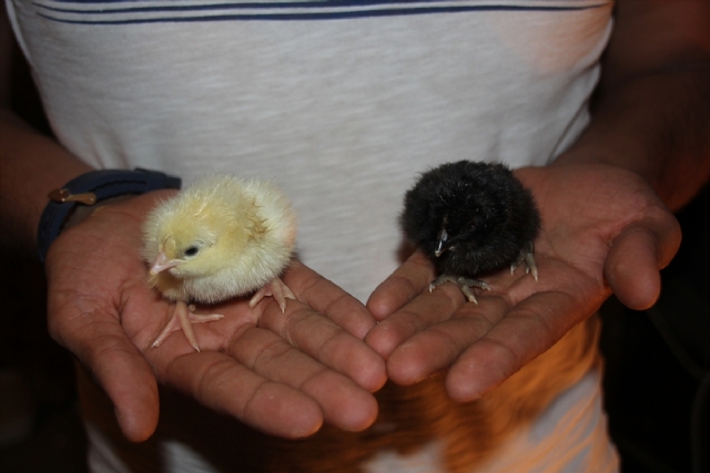 İnanmayacaksınız ama gerçek! Bu yavrular buzdolabından çıktı