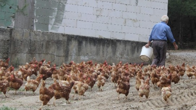 Tavuklara çocuğu gibi bakıyor, onlar da para basıyor