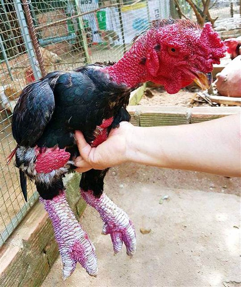 Bodrum'da yetiştirdiler... Çorbası 800-1000 dolar...