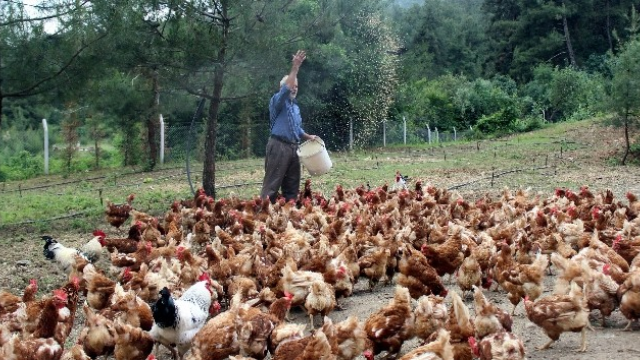 Tavuklara çocuğu gibi bakıyor, onlar da para basıyor