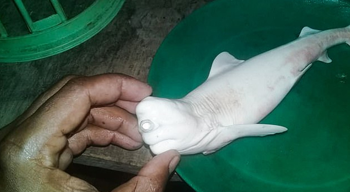 Tek gözlü albino köpek balığı görenleri şaşkına çevirdi