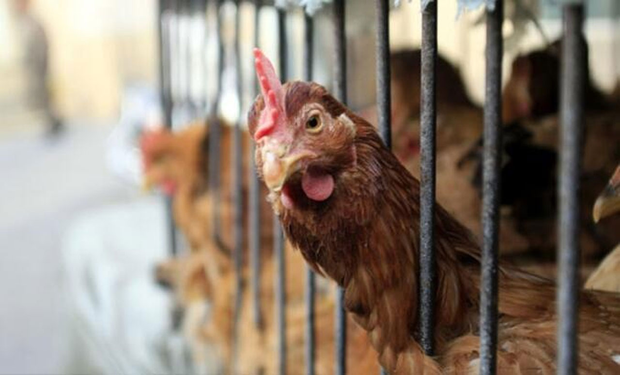 Japonya'da kuş gribi alarmı! Bakanlık harekete geçti