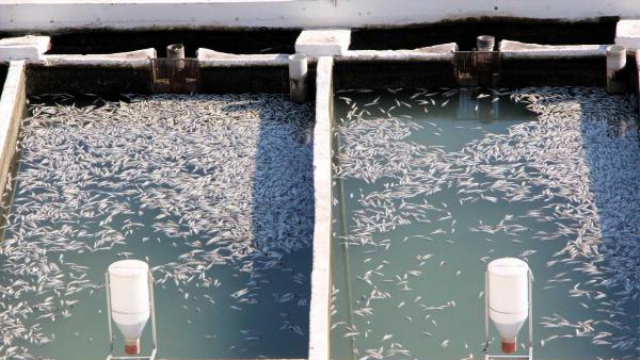 9 milyon 900 bin alabalık telef oldu