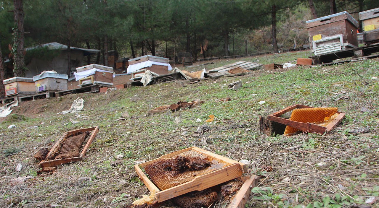 Ayının uyanıklığı pes dedirtti! Elektrik tellerini yeri kazarak aştı