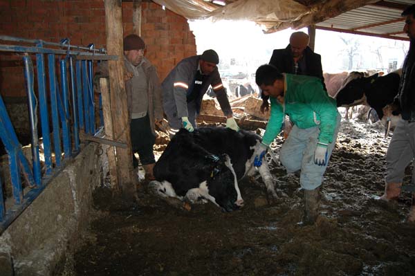 Elekrik akımına kapılan 9 büyükbaş hayvan telef oldu