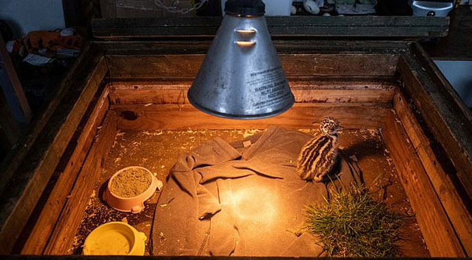 Annesi terk etti, oğlaklar sahip çıktı