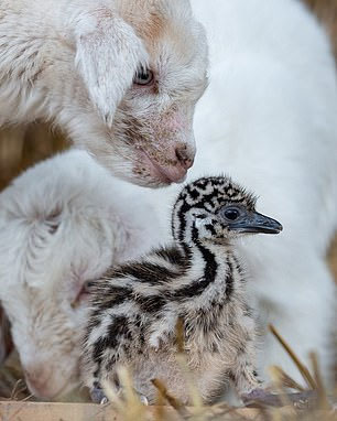 Annesi terk etti, oğlaklar sahip çıktı
