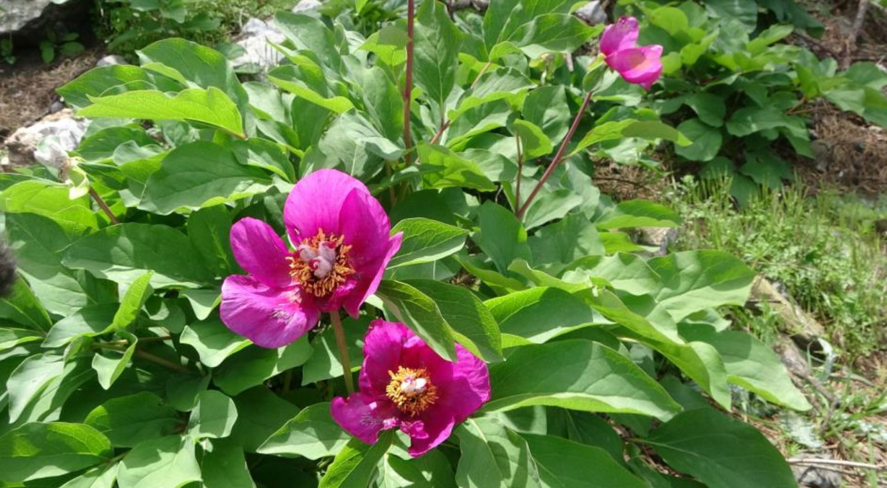 Dünyanın en pahalı çiçeği Marmaris'te! Fiyatı dudak uçuklatıyor