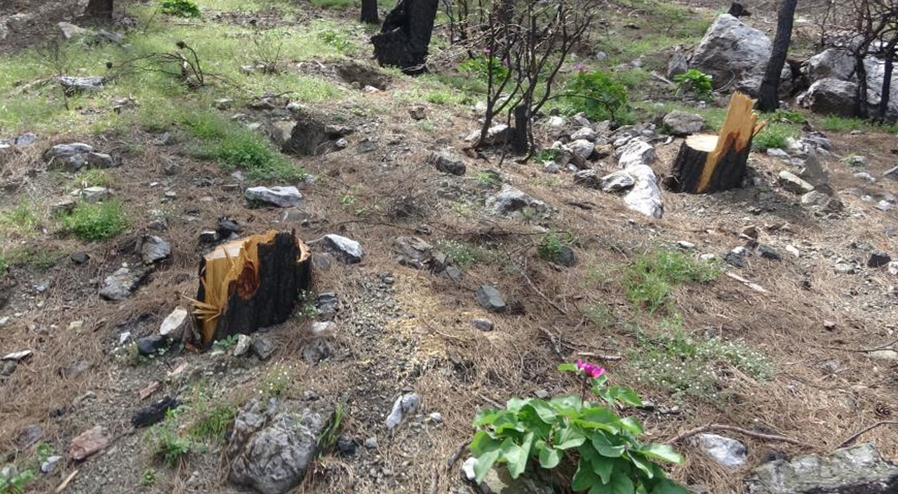 Dünyanın en pahalı çiçeği Marmaris'te! Fiyatı dudak uçuklatıyor