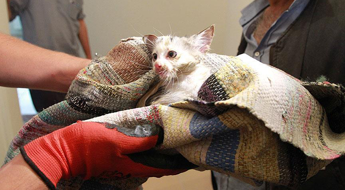 Tuvalete düşen kediyi AFAD ekibi kurtardı