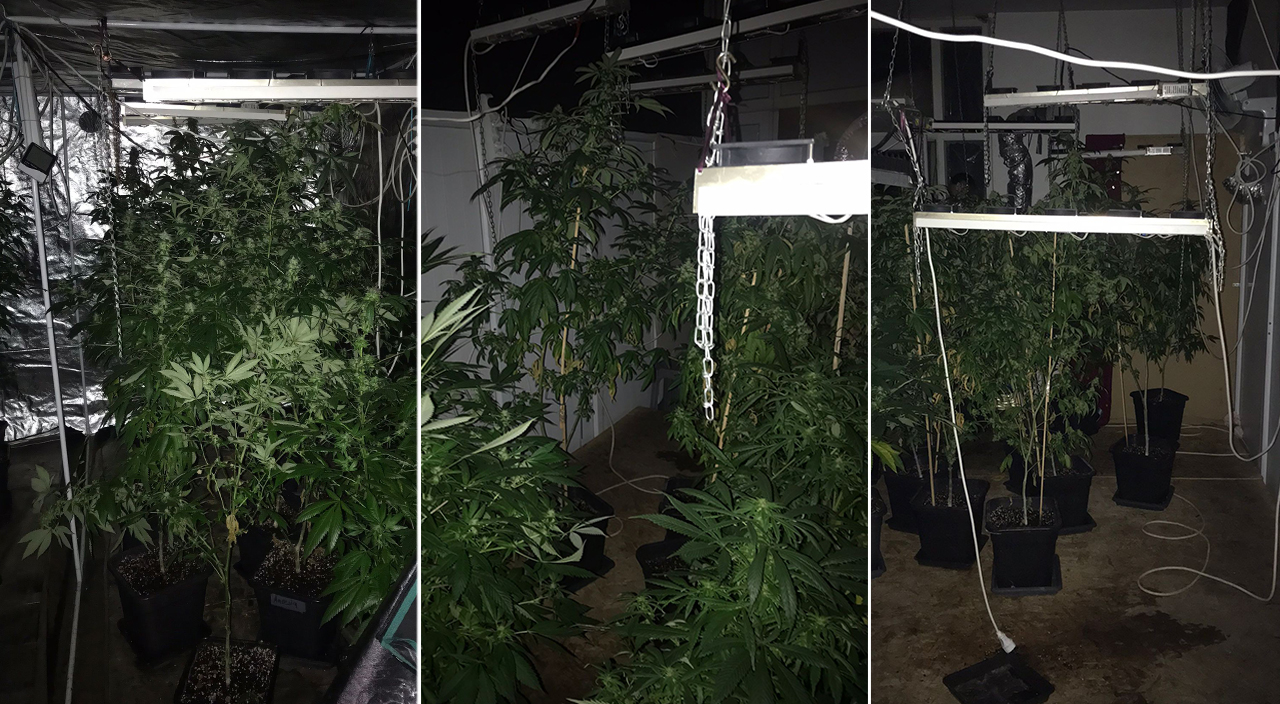 İstanbul’un göbeğinde milyonluk zehir serası