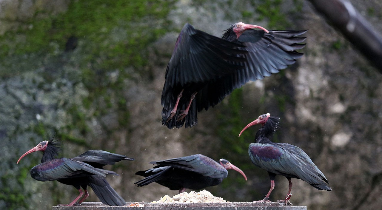 Dünyada nesli tükenen kelaynakların nüfusu Bursa'da artıyor