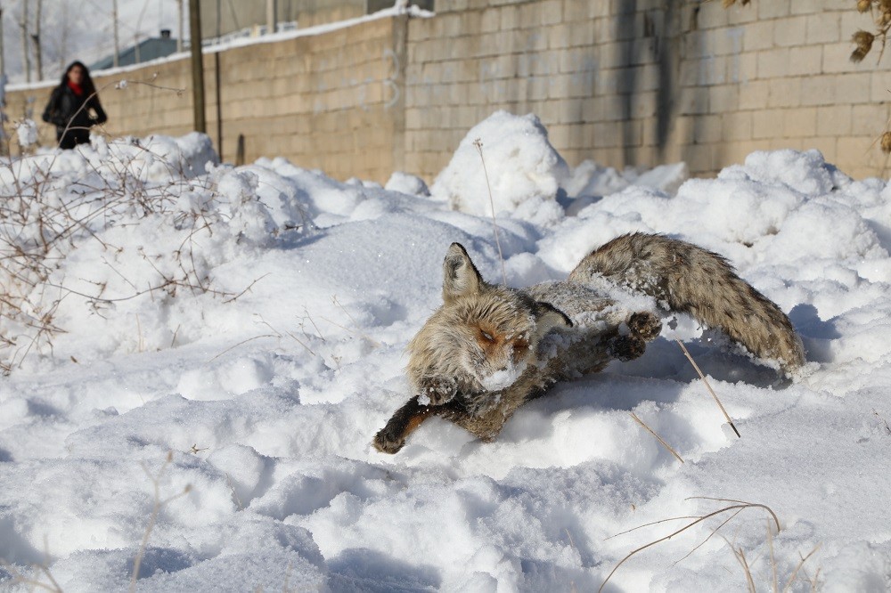 Eksi 20 derecede yiyecek arayan tilki dondu!