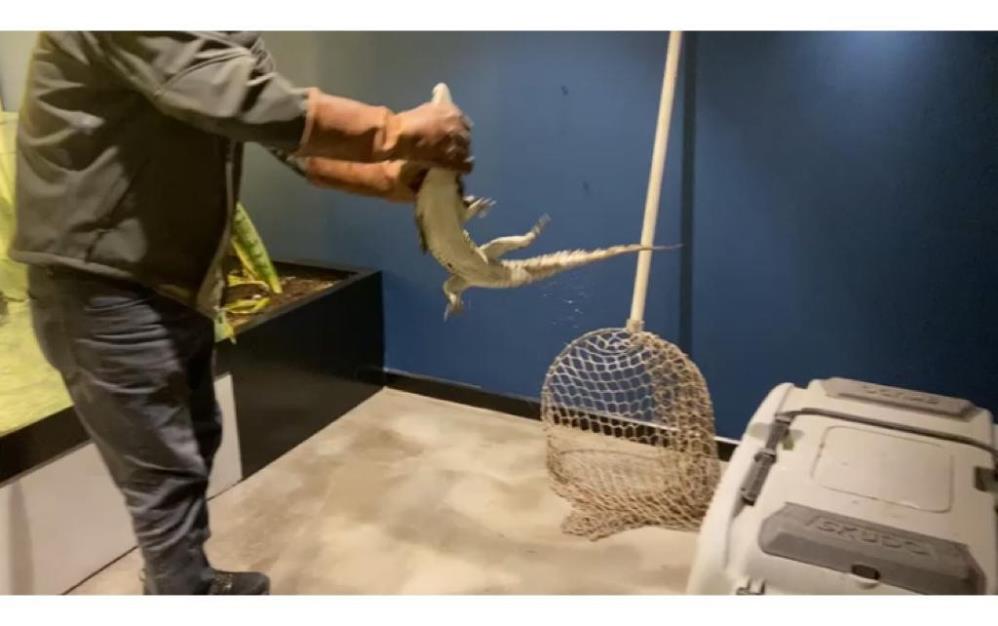 Şehrin göbeğinde beslenen timsaha el konuldu