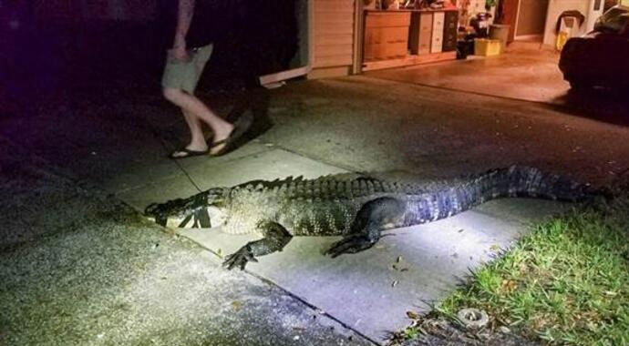 Mutfağa gittiğinde dev timsahla karşılaştı