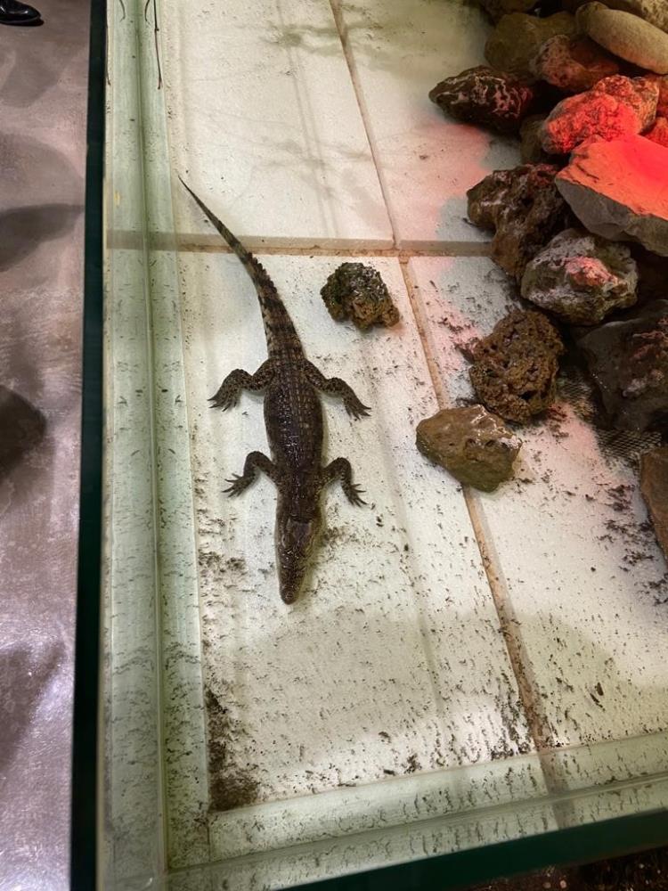 Şehrin göbeğinde beslenen timsaha el konuldu