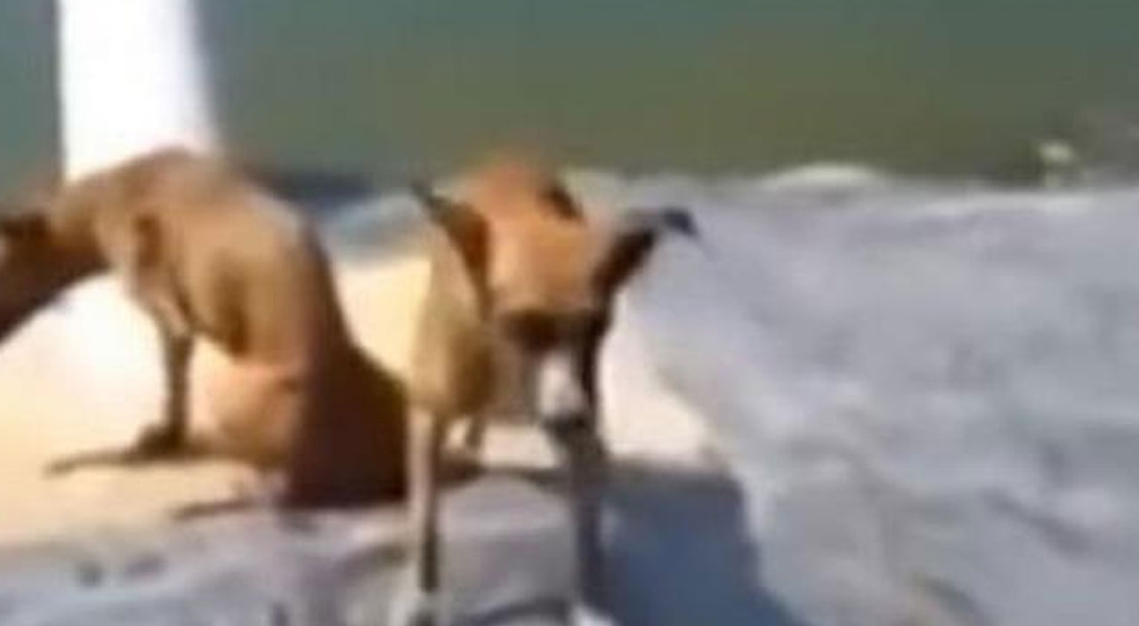 Böyle vicdansızlık görülmedi: Köpekleri timsah dolu suya attılar