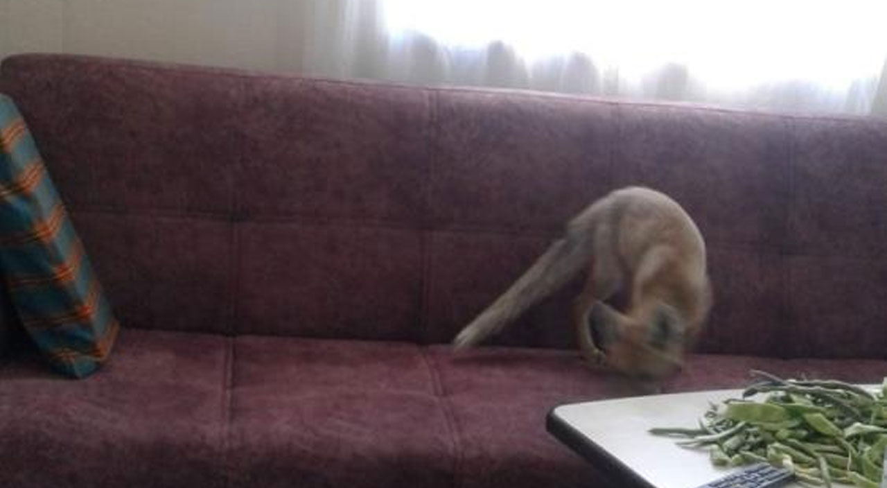 Davetsiz misafir: Tilki yolu şaşırdı, eve girdi