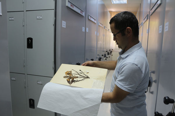 Tohumların kozmik odası