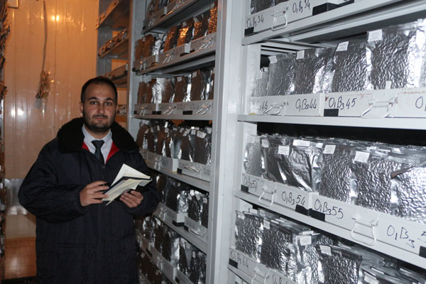 Tohumların kozmik odası