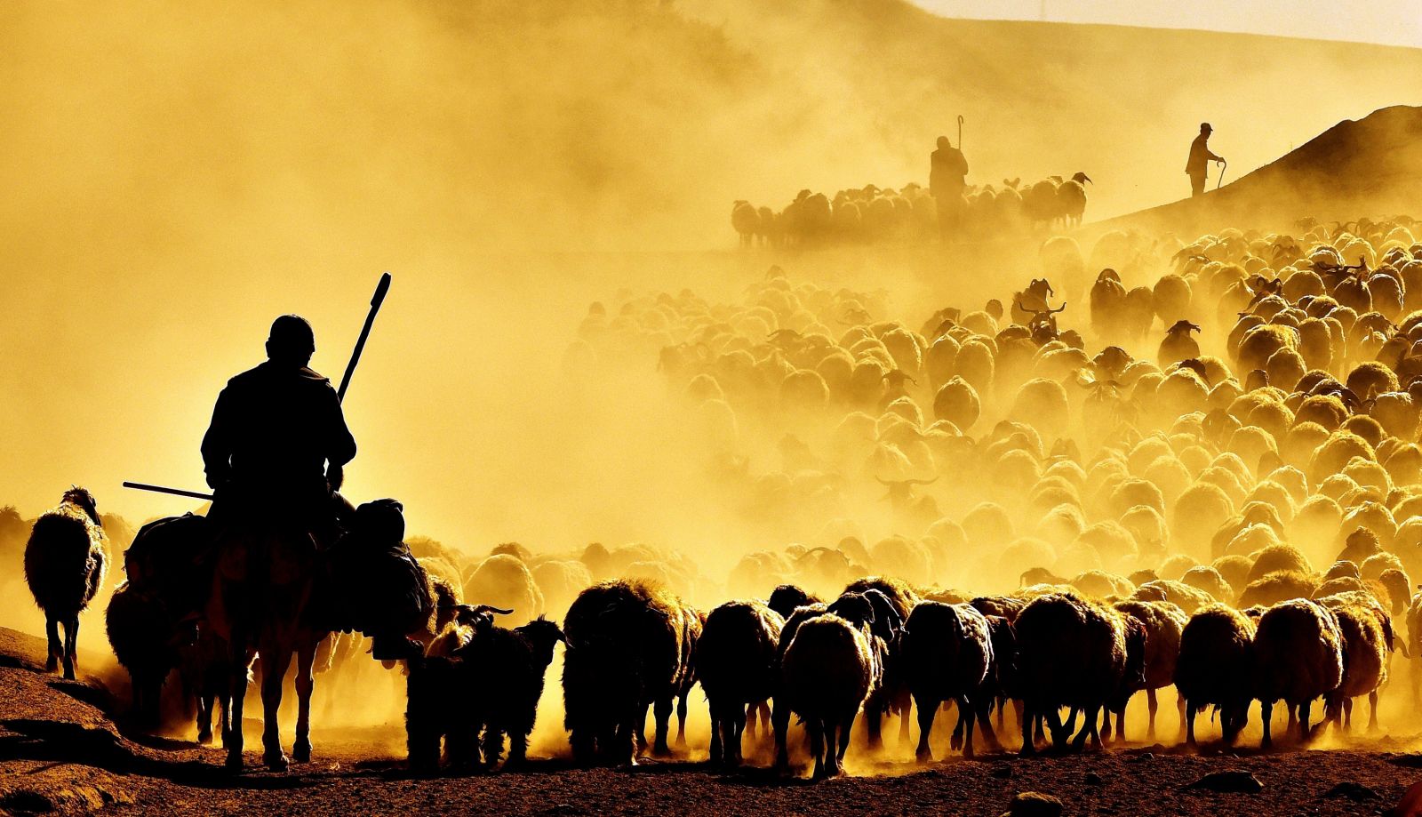 Sürülerin tozlu yolculuğu Sürülerin tozlu yolculuğu