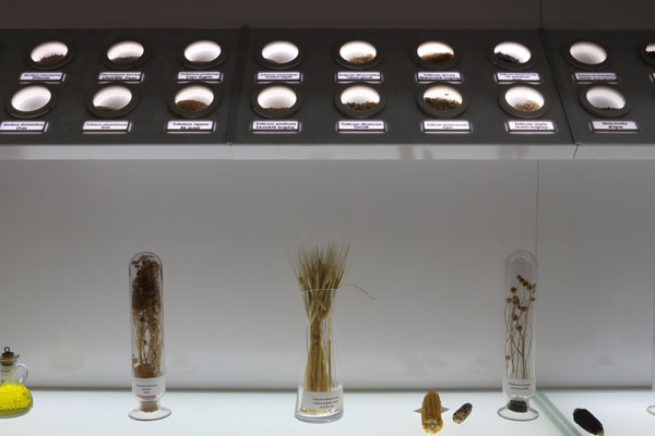 Tohumların kozmik odası