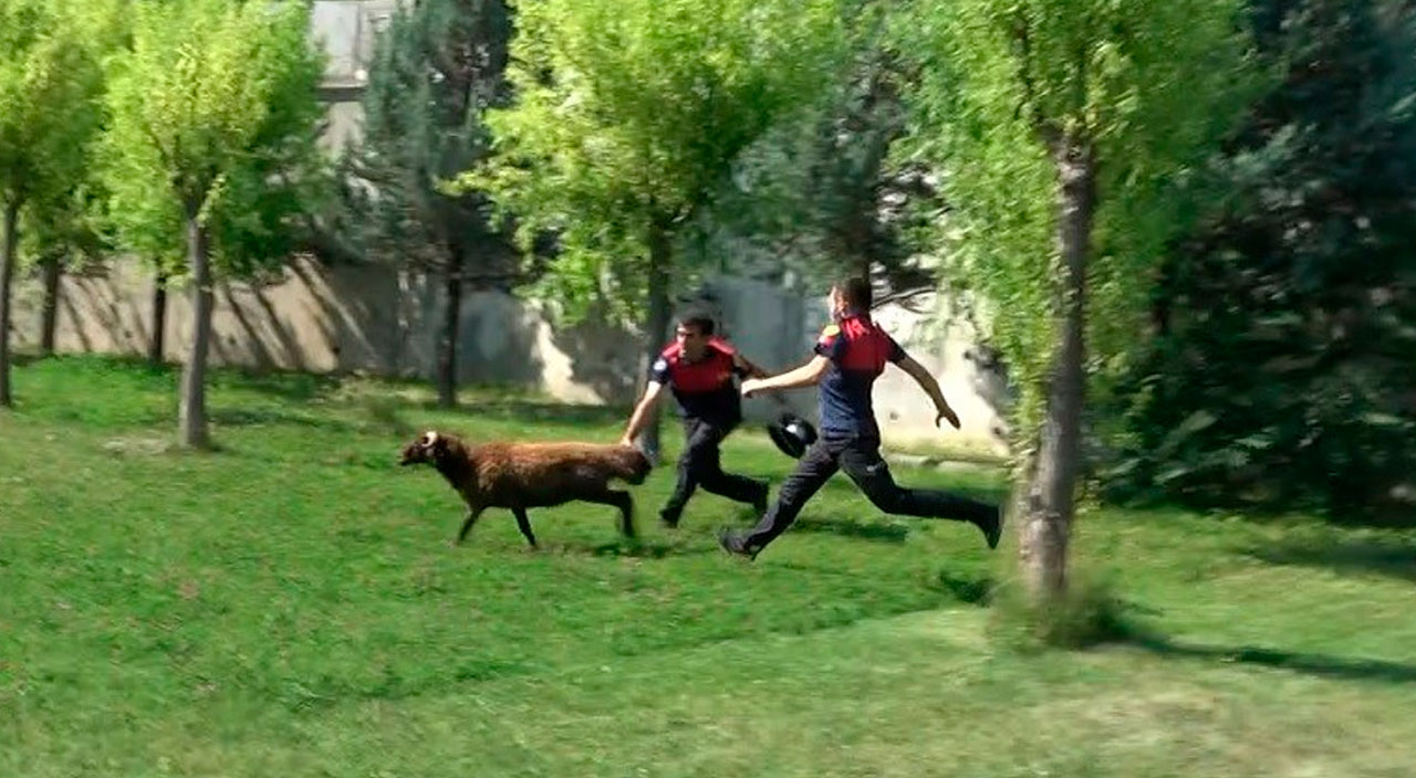 Firari kurbanlıklar ortalığı birbirine kattı: Kurban Bayramı'nda manzara yine aynı