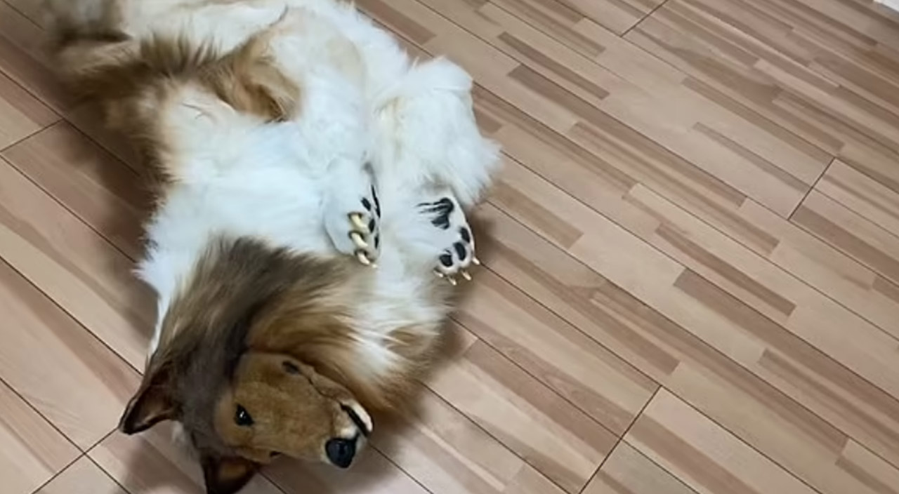 İnanması zor ama bu bir insan! Köpek kılığına girmek için binlerce dolar harcadı İnanması zor ama bu bir insan! Köpek kılığına girmek için binlerce dolar harcadı