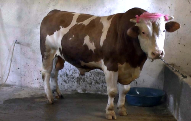 1 ton 100 kilo ağırlığındaki 'Beşo' alıcısını bekliyor