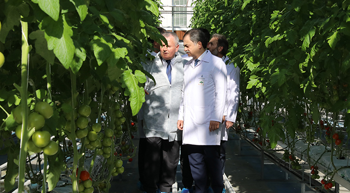 Topraksız tarımda ikinci dikim başladı