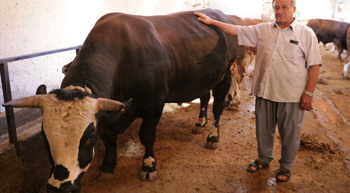 Otomobil fiyatına kurbanlık tosun