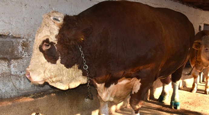 40 bin liralık kurbanlık sığır satılamadı