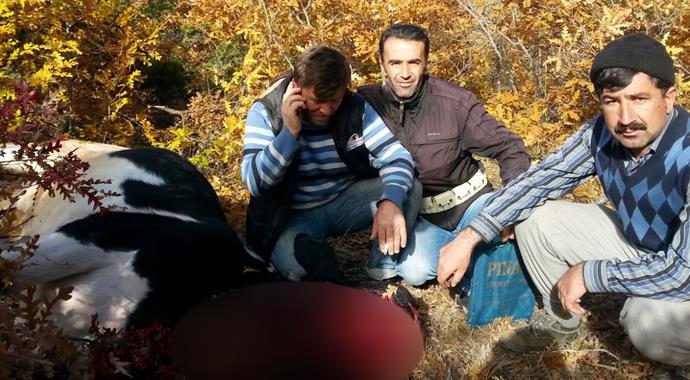Kurban bayramında kaçmıştı, bugün yakalandığı gibi kesildi