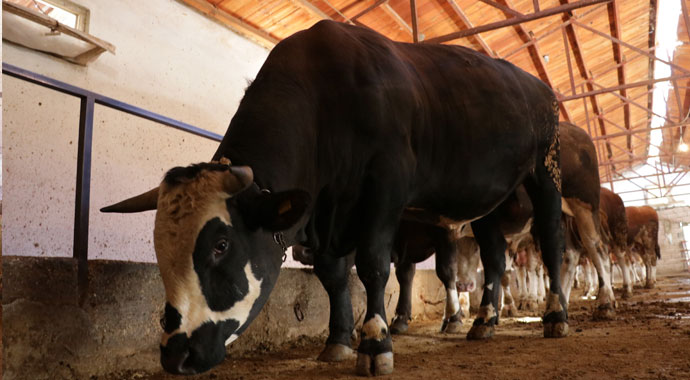 Otomobil fiyatına kurbanlık tosun