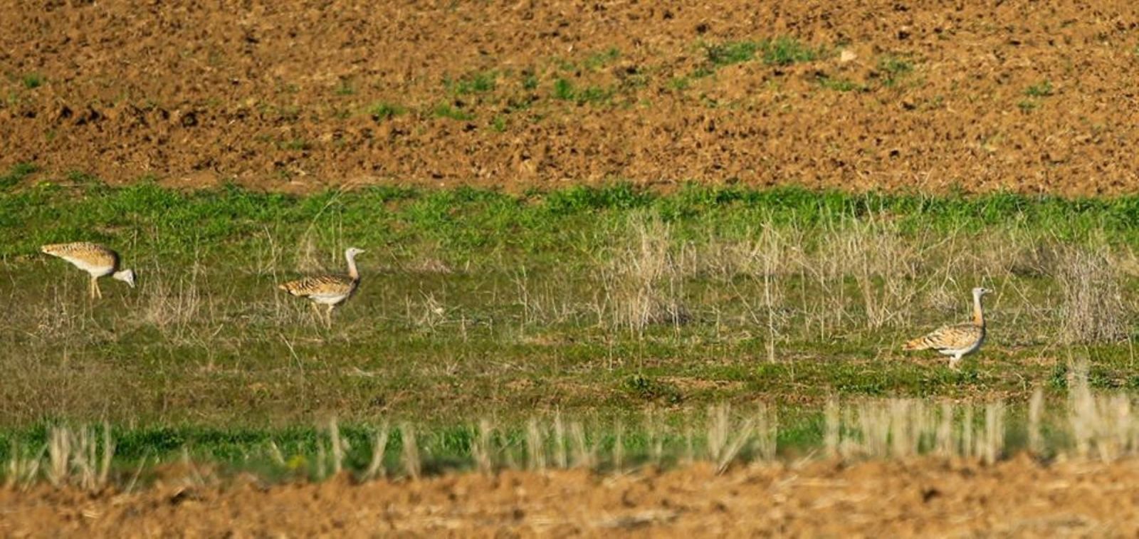 Dünyanın uçabilen en ağır kuşu Türkiye’de gözlemlendi