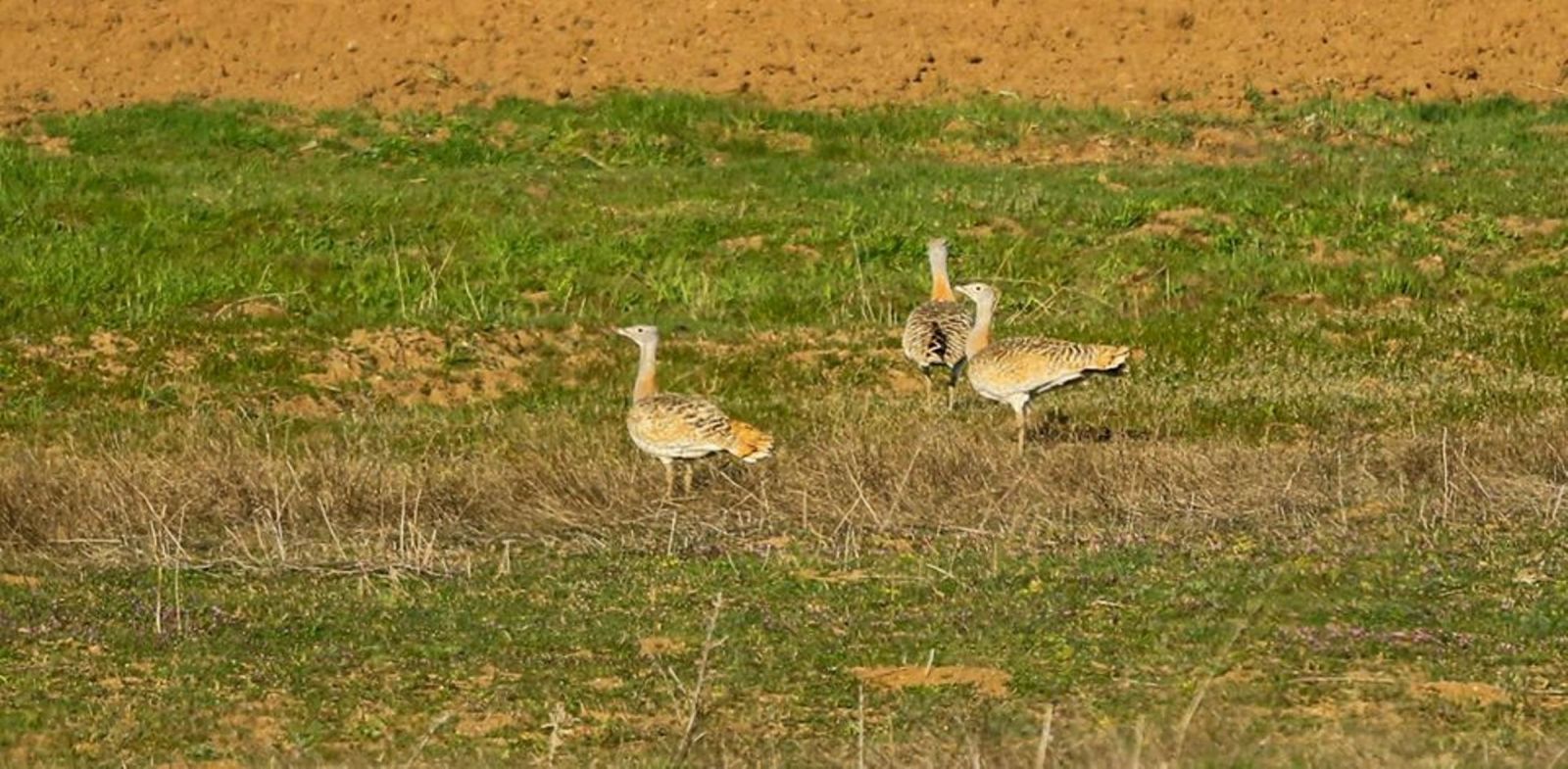Dünyanın uçabilen en ağır kuşu Türkiye’de gözlemlendi