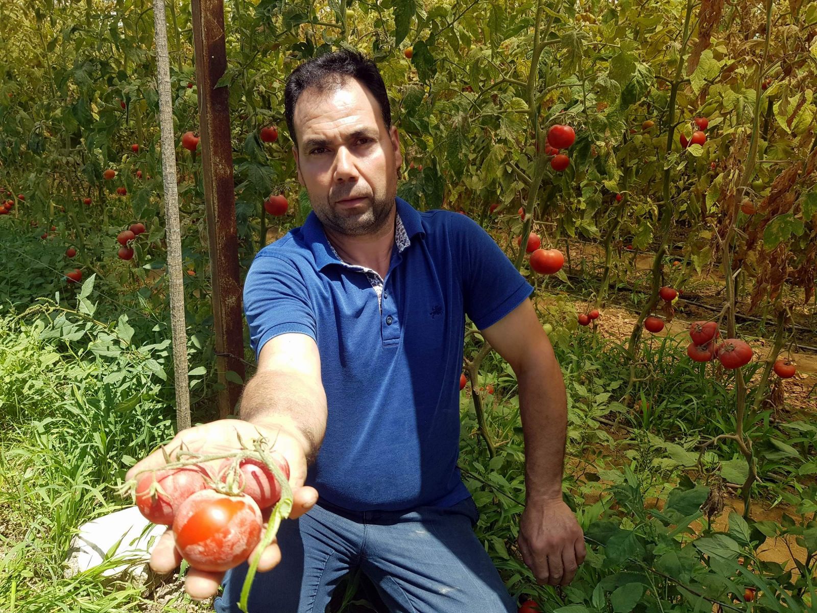 Tozla baş edemeyince seradaki domateslerini söktü