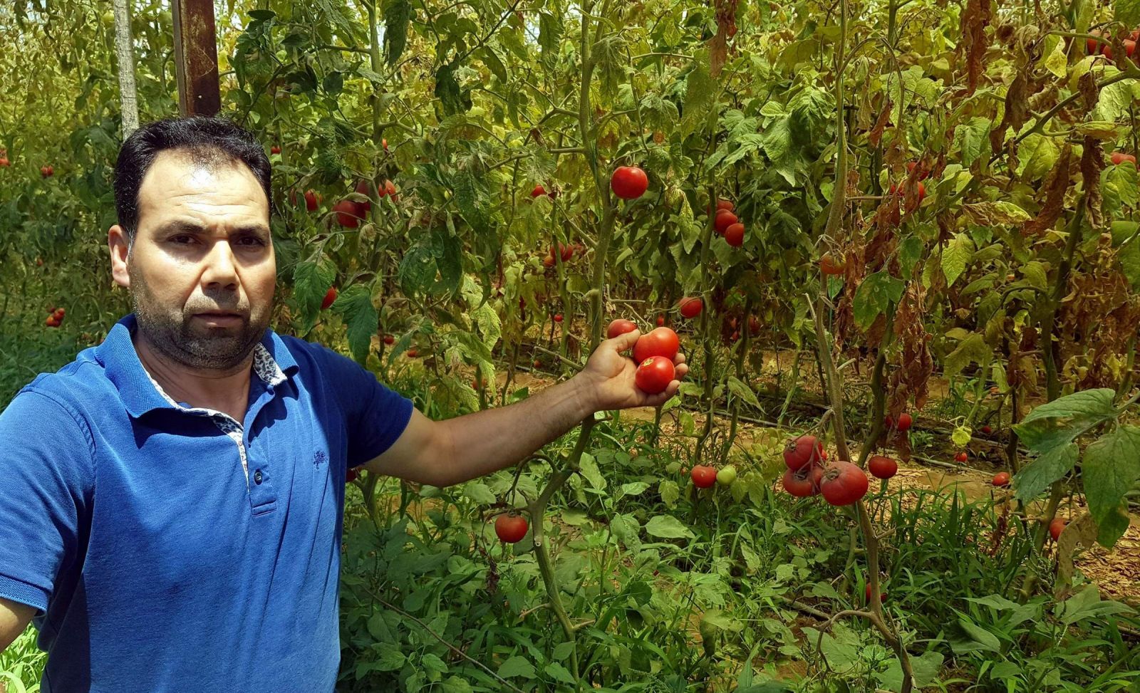 Tozla baş edemeyince seradaki domateslerini söktü