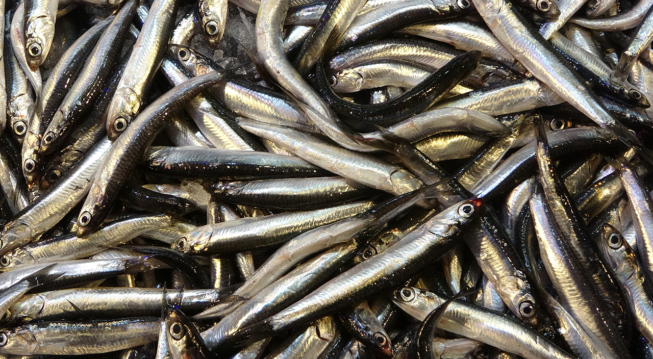 Beklenen Gürcü hamsisi sonunda geldi