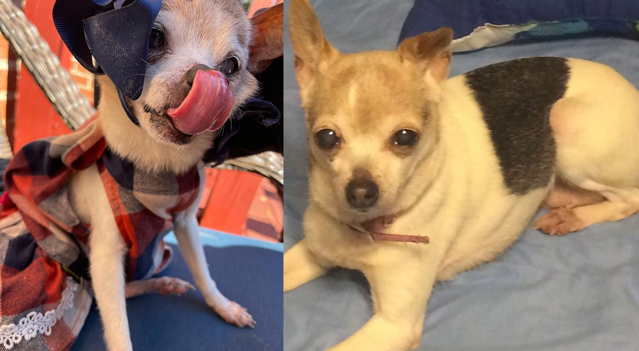 "Dünyanın en yaşlı köpeği" Guinness Rekorlar Kitabı’na girdi "Dünyanın en yaşlı köpeği" Guinness Rekorlar Kitabı’na girdi