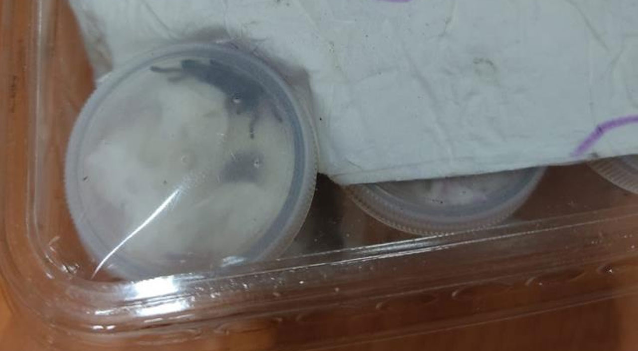 Yurda girişi yasak… Tüplerin içine koyulmuş, hepsi canlı ele geçirildi