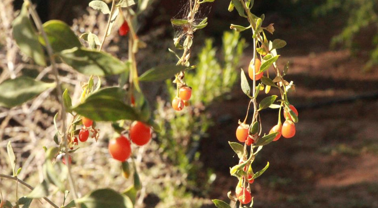 Çorak araziyi meyve bahçesine çevirdi: Bedavaya dağıtıyor